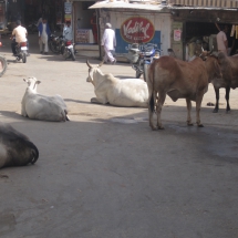 koeien in India