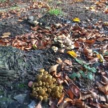 paddenstoelen in het bos