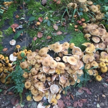 paddenstoelen in het bos